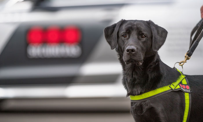 Breaking new ground: training explosive detection dogs for aviation