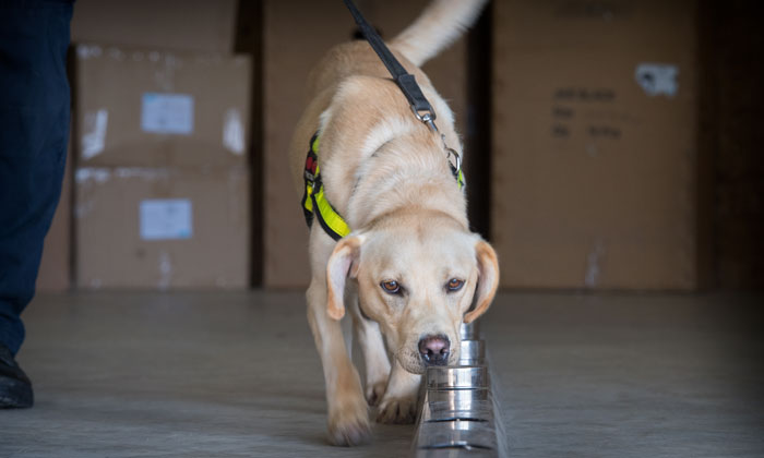 Breaking new ground: training explosive detection dogs for aviation